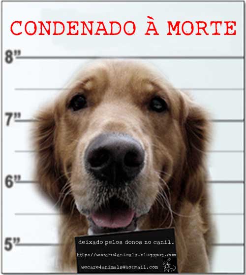 Adote e Não Abandone