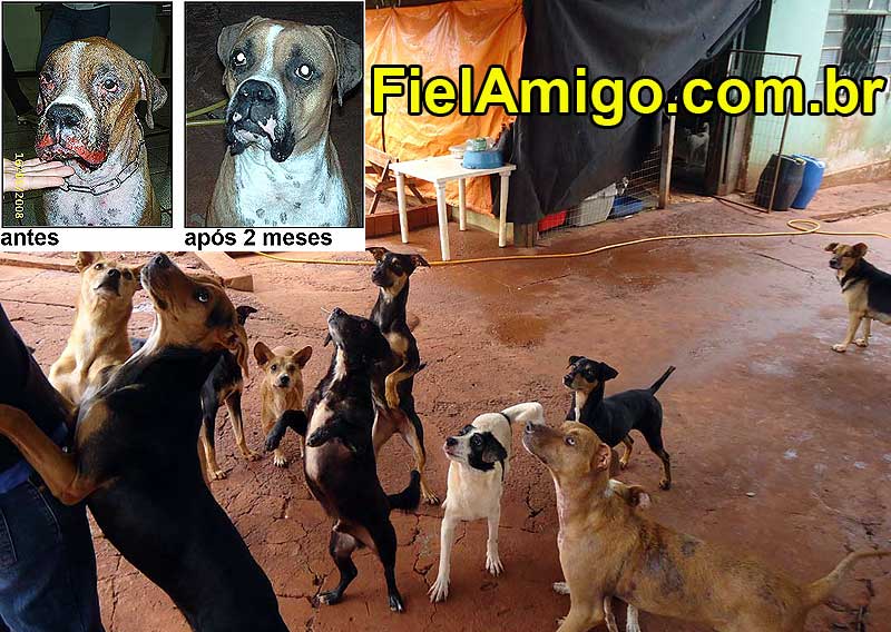 FielAmigo