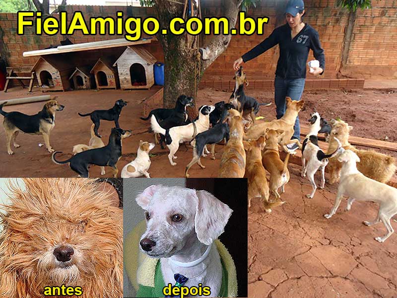 FielAmigo