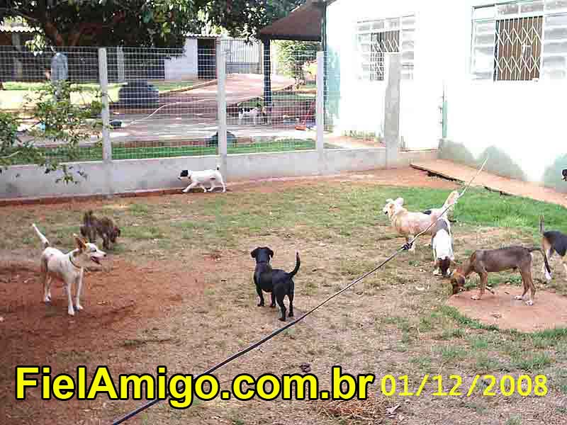 FielAmigo